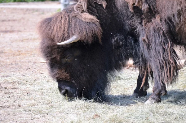 Un bisonte adulto — Foto de Stock