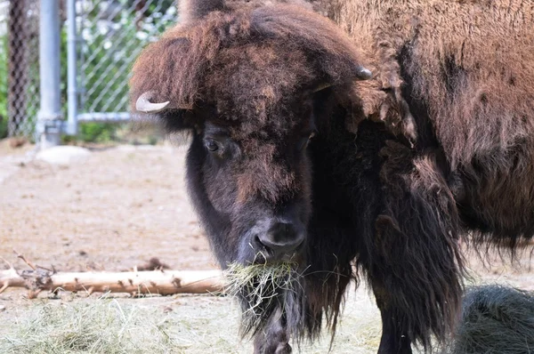 Un bisonte adulto — Foto de Stock