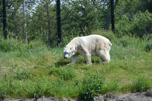 Μια πολική αρκούδα — Φωτογραφία Αρχείου