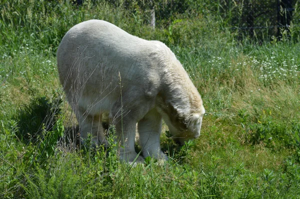 En isbjörn — Stockfoto