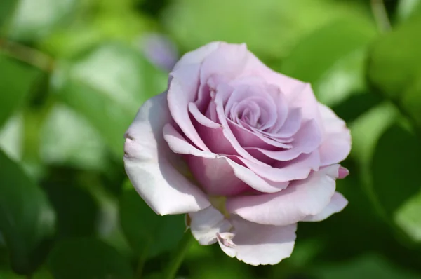 A Pink Rose — Stock Photo, Image