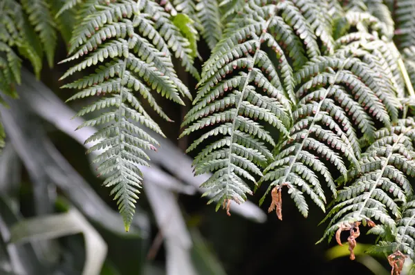 Groene Fern Fronds — Stockfoto