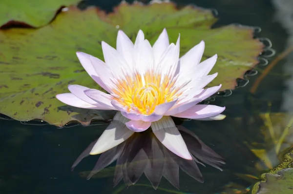 A Water Lily — Stock Photo, Image