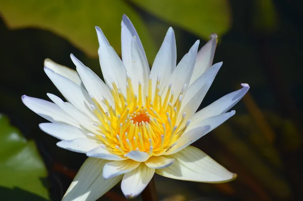 Vodní lilie — ストック写真