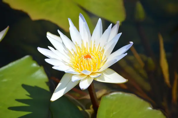 Un lirio de agua — Foto de Stock