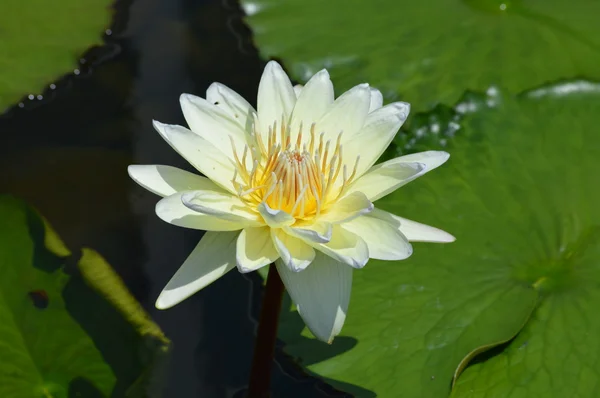 Vodní lilie — ストック写真