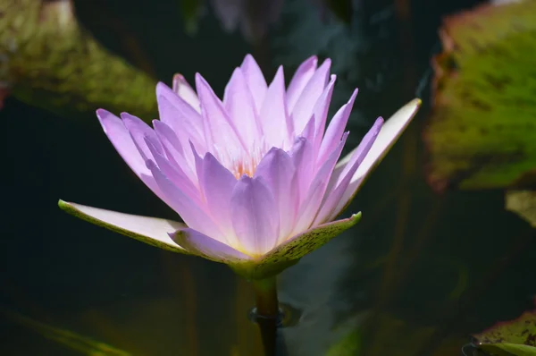 Vodní lilie — Stock fotografie