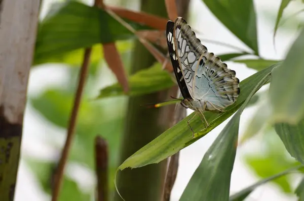 Borboleta no jardim — Fotografia de Stock