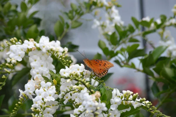 Papillon dans le jardin — Photo