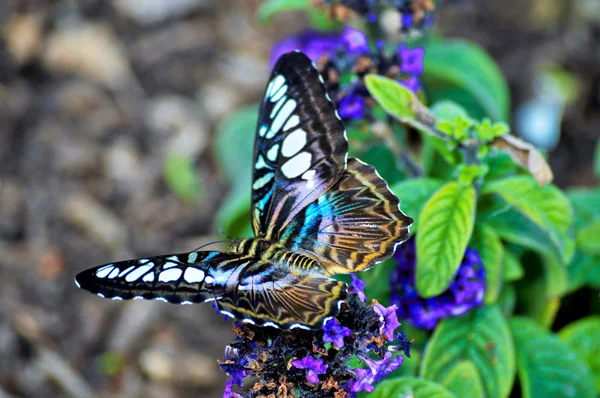 Butterfly in the Garden — Stock Photo, Image