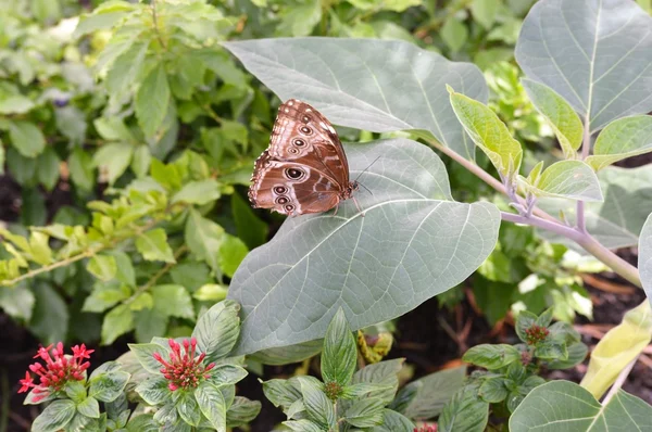 Borboleta no jardim — Fotografia de Stock