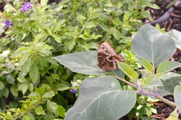 Butterfly in the Garden — Stock Photo, Image