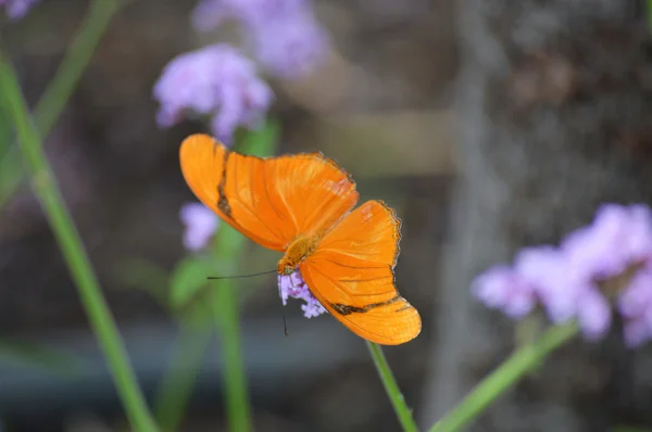 Papillon dans le jardin — Photo