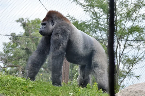 Flachlandgorilla — Stockfoto