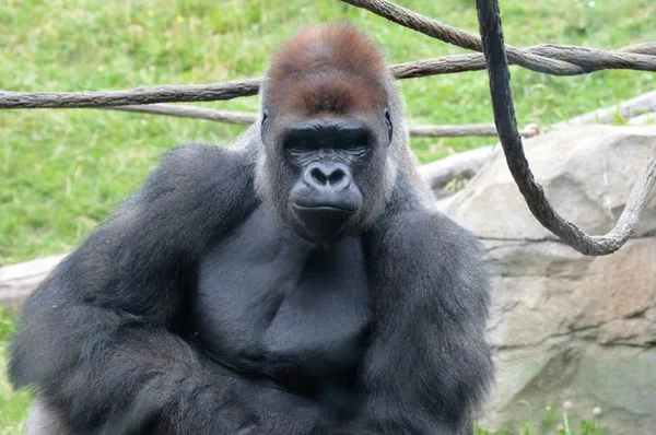 Flachlandgorilla — Stockfoto