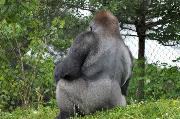 低地大猩猩 — 图库照片