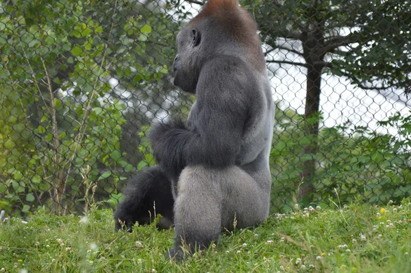 Lowland Mountain Gorilla — Stock Photo, Image
