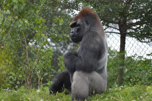 Gorila das Montanhas Lowland — Fotografia de Stock