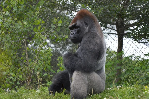 Gorila das Montanhas Lowland — Fotografia de Stock