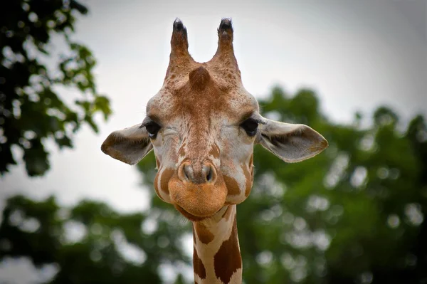 Une girafe souriante — Photo