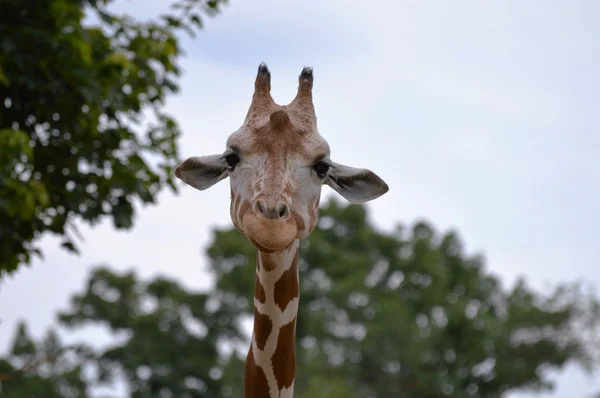 Una jirafa sonriente — Foto de Stock