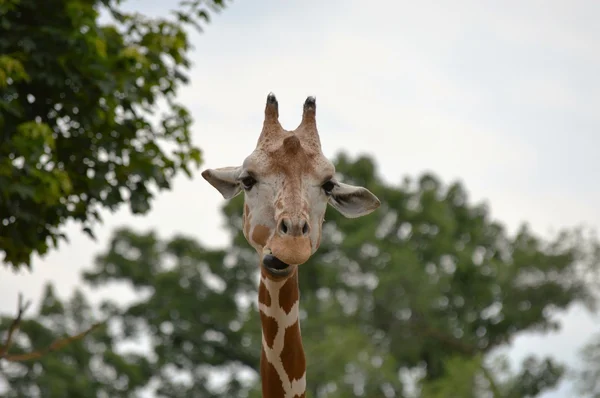 Una jirafa sonriente — Foto de Stock