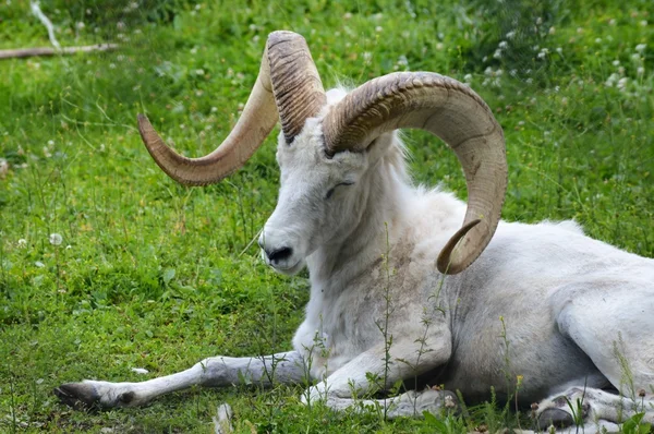 A Dall Sheep — Stock Photo, Image