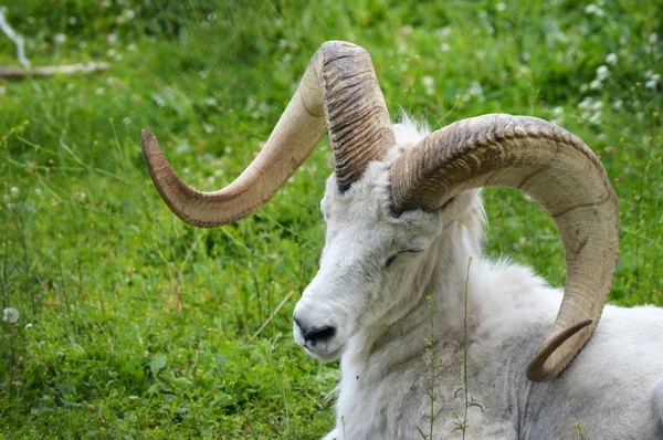 A Dall Sheep — Stock Photo, Image