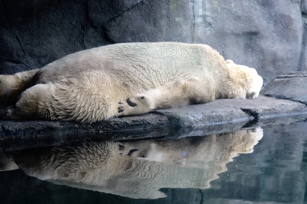 Um urso polar — Fotografia de Stock