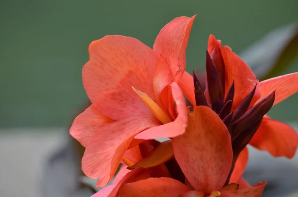 Un fiore tropicale — Foto Stock