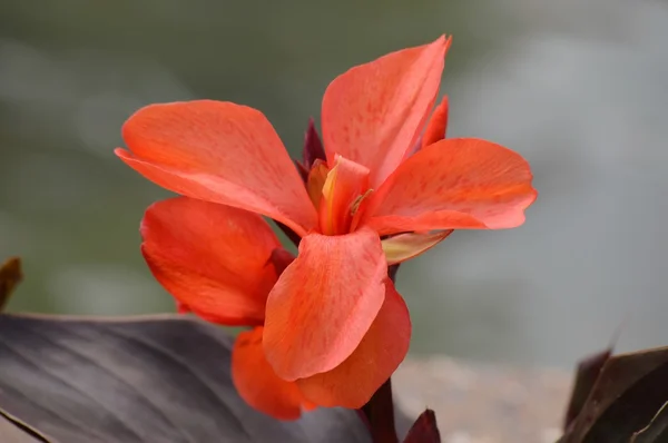Een tropische bloem — Stockfoto
