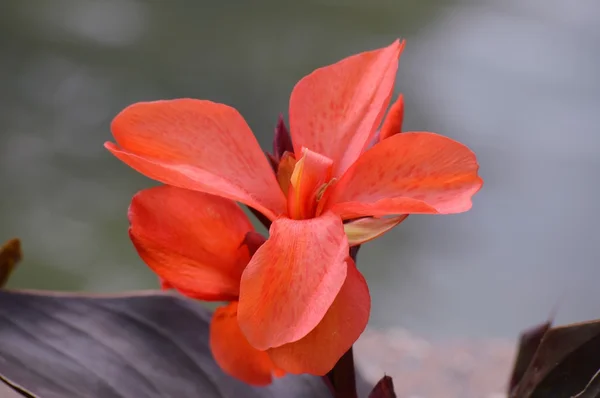 A trópusi virág — Stock Fotó