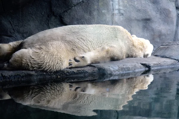A Polar Bear — Stock Photo, Image