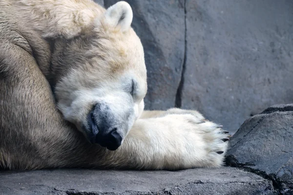 Ein Eisbär lizenzfreie Stockfotos