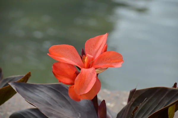 Una flor tropical — Foto de Stock