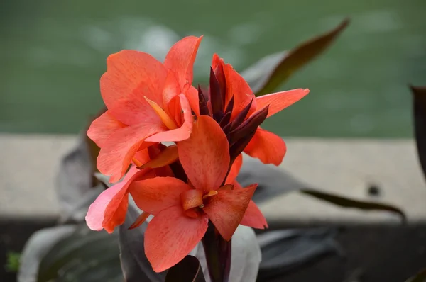 En tropisk blomma — Stockfoto