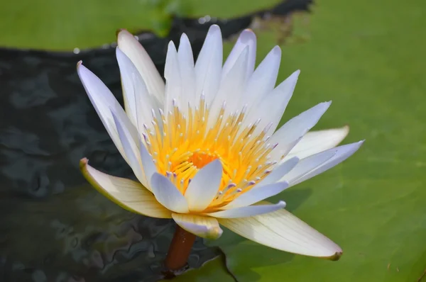 Un lirio de agua — Foto de Stock