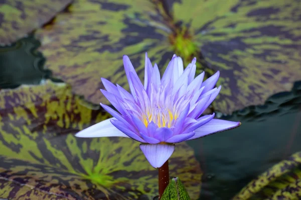 Un lirio de agua — Foto de Stock