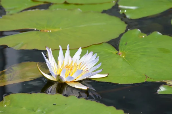 A Water Lily — Stock Photo, Image