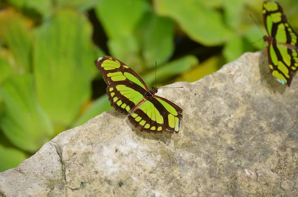 Butterfly in the Garden — Stock Photo, Image