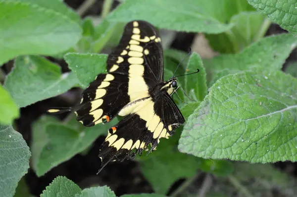 Papillon dans le jardin — Photo