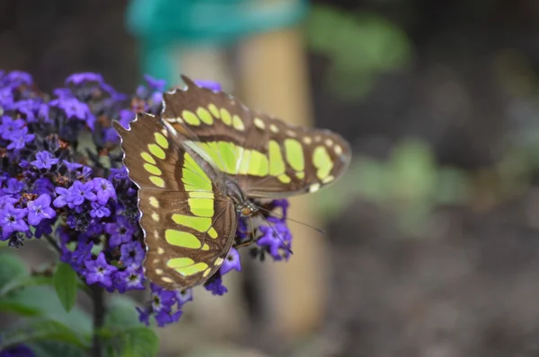 Papillon dans le jardin — Photo