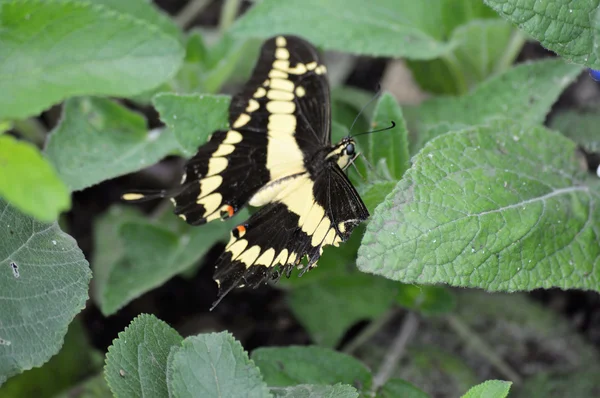 Mariposa en el jardín —  Fotos de Stock