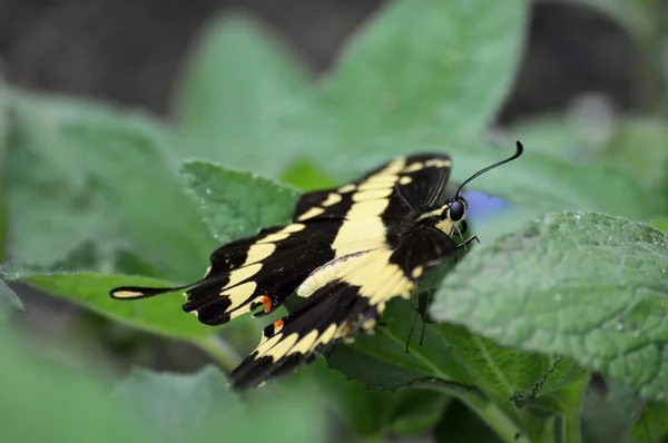 Vlinder in de tuin — Stockfoto