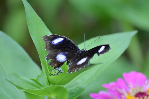 Papillon dans le jardin — Photo