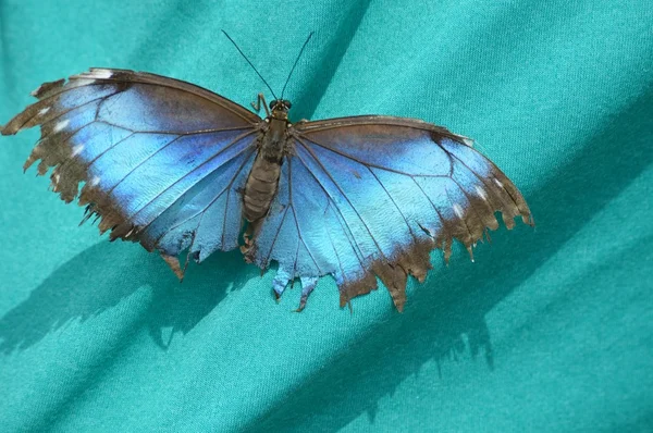 Бабочка на рубашке — стоковое фото