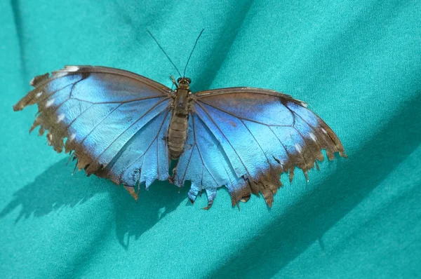 Borboleta em uma camisa — Fotografia de Stock