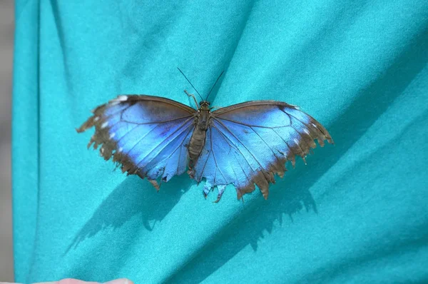 Farfalla su una camicia — Foto Stock