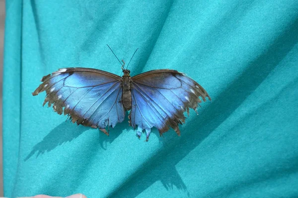 Borboleta em uma camisa — Fotografia de Stock