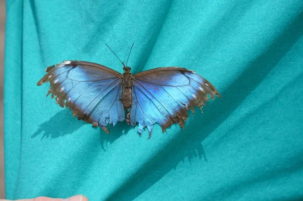 Borboleta em uma camisa — Fotografia de Stock